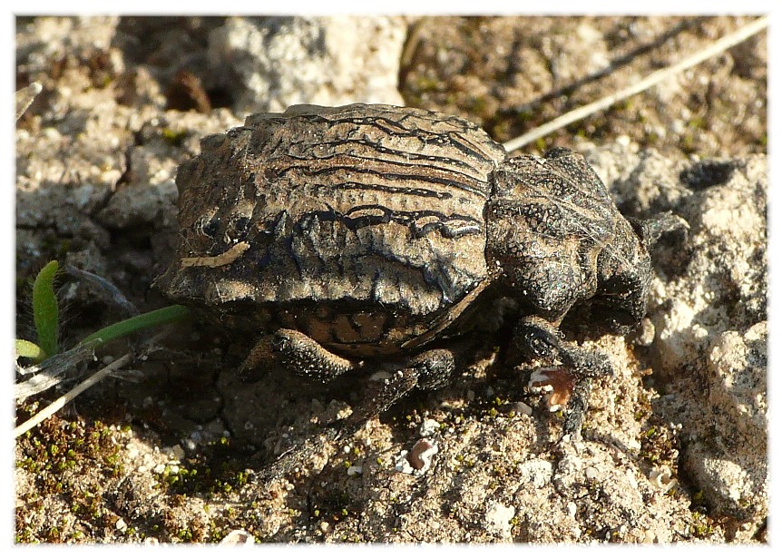 Brachycerus............quale...?????